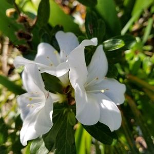 Meet your Posher, Sislyn